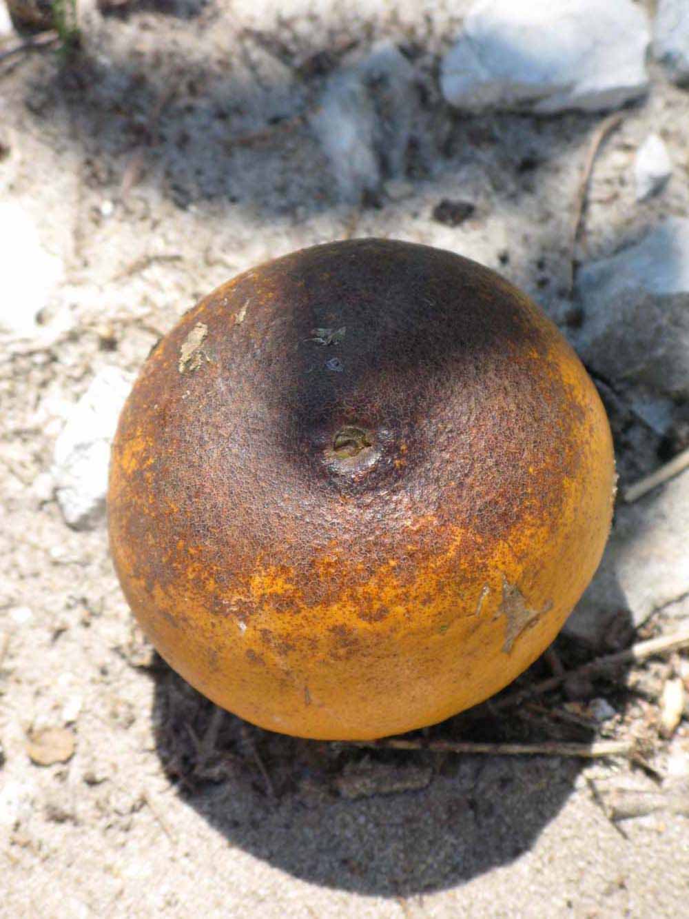            Fruit (Winter Haven, FL)   